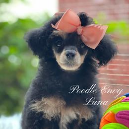 Luna - Phantom female Poodle puppy in Ferriday, Louisiana from Poodle Envy