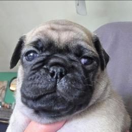 Hoss - Fawn male Pug puppy in Madera, California from Hills Pugs