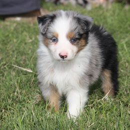 Australian Shepherd Puppies from Rockin Rafter L Aussies