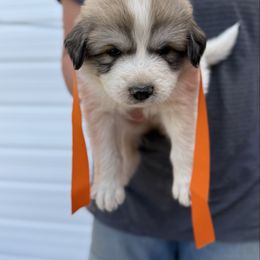 Mr Orange - White and badger male Great Pyrenees puppy in Idaho from Portneuf Range Pyrenees