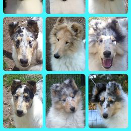 Collie Puppies from Thorndale Collies