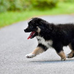 Miniature American Shepherd and Miniature Australian Shepherd Puppies from MarvelMAS Miniature American Shepherds
