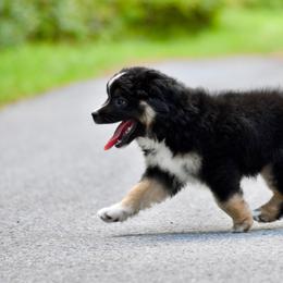 Miniature American Shepherd and Miniature Australian Shepherd Puppies from MarvelMAS Miniature American Shepherds