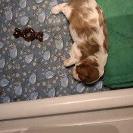 Chief - Blenheim male Cavalier King Charles Spaniel puppy in West Valley, Utah from Criddle Mountain Cavaliers