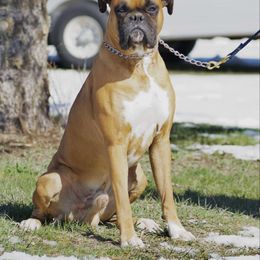 Lugnut - Boxer