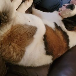 Saint Bernard Puppies from Dementhon Saint Bernards