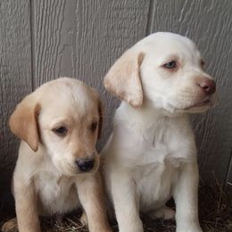 Labrador Retrievers from Cove Mountain Labradors