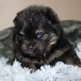 SCOUT - Black and tan male Pomeranian puppy in Memphis, Michigan from Magix'z Pomeranians