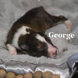 George - White and sable male Shetland Sheepdog puppy in Gladbrook, Iowa from T Triple C Shelties