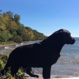 Labrador Retrievers from Ironspike kennels