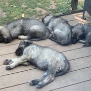 Sarplaninac Puppies from Sarplaninac in the USA