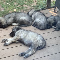 Sarplaninac Puppies from Sarplaninac in the USA
