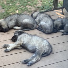 Sarplaninac Puppies from Sarplaninac in the USA