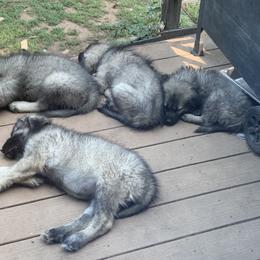 Sarplaninac Puppies from Sarplaninac in the USA