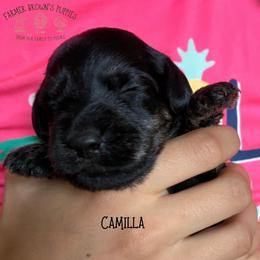 Camilla - Black female Schnoodle puppy in Sedalia, Missouri from Farmer Brown's Puppies