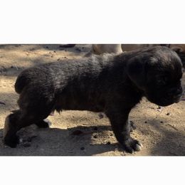 Bruno - Black brindle male Cane Corso puppy in Vernal, Utah from Diamond Ridge Cane Corsos