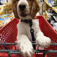 Welsh Springer Spaniel puppies from Renascent Welsh Springer Spaniels