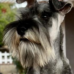 Giant Schnauzer and Miniature Schnauzer Puppies from My Angel Schnauzers