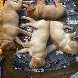 Labrador Retriever Puppies from Triple Threat Labradors
