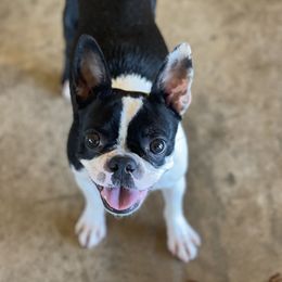 Tullie - Boston Terrier