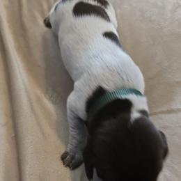 Green Male - Liver roan male German Shorthaired Pointer puppy in Piedmont, South Carolina from Barnes GSPs