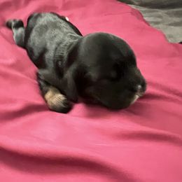 Cocker Spaniel Puppies from Ileana Madrigal