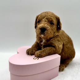 Banana - Red female Cavapoo puppy in La Vernia, Texas from Texas Teddy Bears