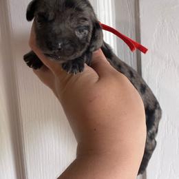 Mary - Dapple female Dachshund puppy in Springfield, Tennessee from Savannah’s Doxie Palace