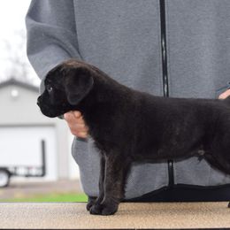 Cane Corso Puppies from Vernon Hills Cane Corso
