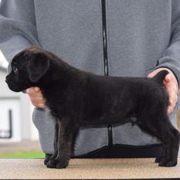 Cane Corso Puppies from Vernon Hills Cane Corso