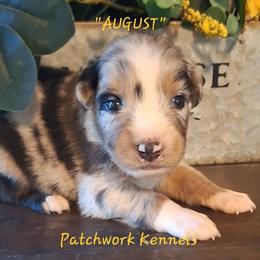 AUGUST - Blue merle male Australian Shepherd puppy in Salem, Arkansas from Patchwork Kennels