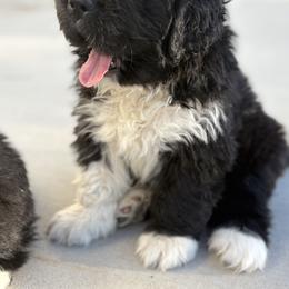 Pink - Black female Newfoundland puppy in Riverside, California from Gentle Soul Newfoundlands