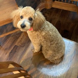 Charlie - Poodle