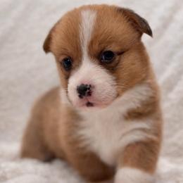 Nash - Red male Pembroke Welsh Corgi puppy in Beggs, Oklahoma from Blue Diamond Corgi’s