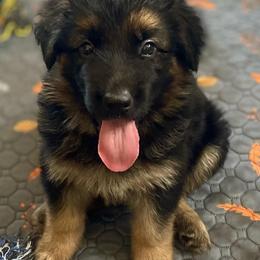 Dark Blue (Hades) - Black and silver male German Shepherd puppy in Pflugerville, Texas from The Zeus N Luna 2 Pay it Forward Foundation