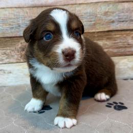 Willa - Red tri female Miniature Australian Shepherd puppy in Midway, Texas from L Bar W Aussie Ranch
