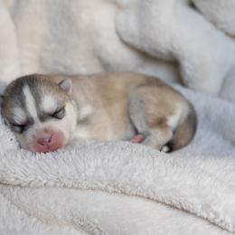 Siberian Husky Puppies from North River Siberians