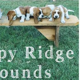 Basset Hounds from Happy Ridge Hounds
