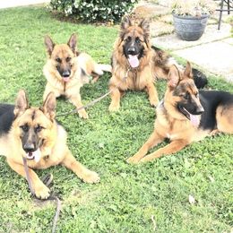 German Shepherds from Typecast GSD’s