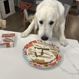 Golden Retriever All Grown Up from Vicki Wall's Golden Retrievers