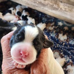 Male 4 - Black and white male English Springer Spaniel puppy in Craig, Nebraska from Fur & Feathers Kennel
