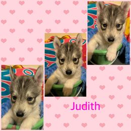 Siberian Husky Puppies from Powells huskies