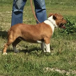 Staffordshire Bull Terriers from Coalminer's Kennel
