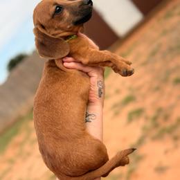 Sam ....ready to go - Red male Dachshund puppy in Midland, Texas from The Barefield Doxies