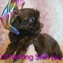 AKC latte - Chocolate female Shih Tzu puppy in Dexter, Kentucky from Enchanting Shih tzu