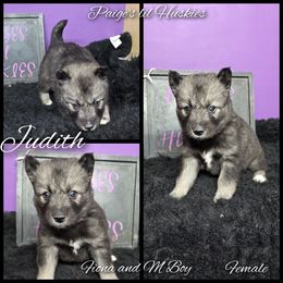 Judith - Agouti and white female Siberian Husky puppy in Bloomfield, Indiana from Paiges lil huskies