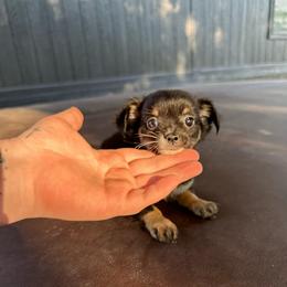 Tiny Minnie - Black and tan female Chihuahua puppy in Alvord, Texas from Gift of Gods Favor