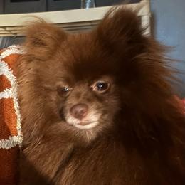Elijah - Pomeranian