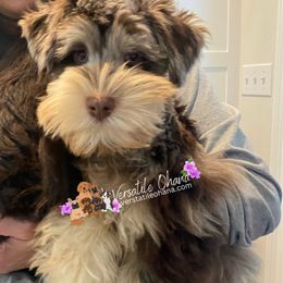 Roux - Miniature Schnauzer