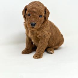 David - Red  male Goldendoodle puppy in Davison, Michigan from Dreaming Doodles